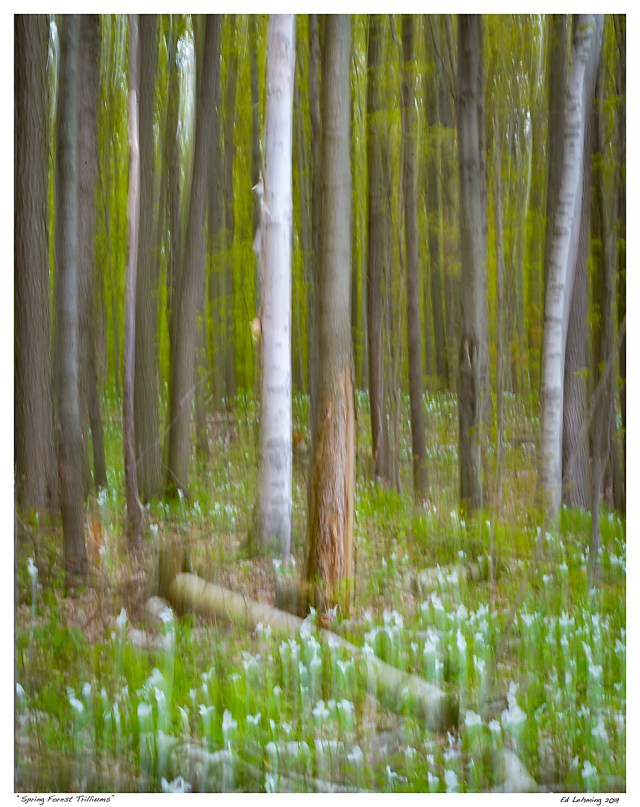 “Spring Forest Trilliums”