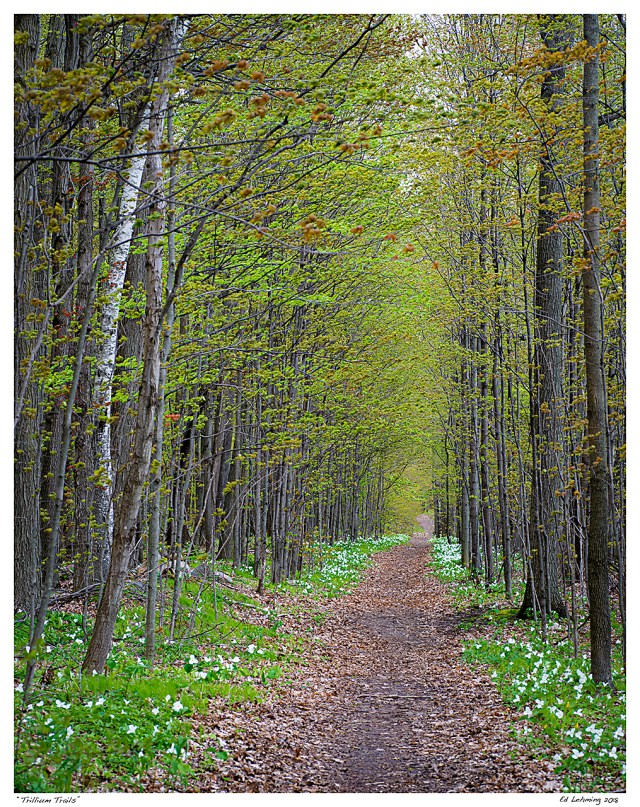 “Trillium Trails”