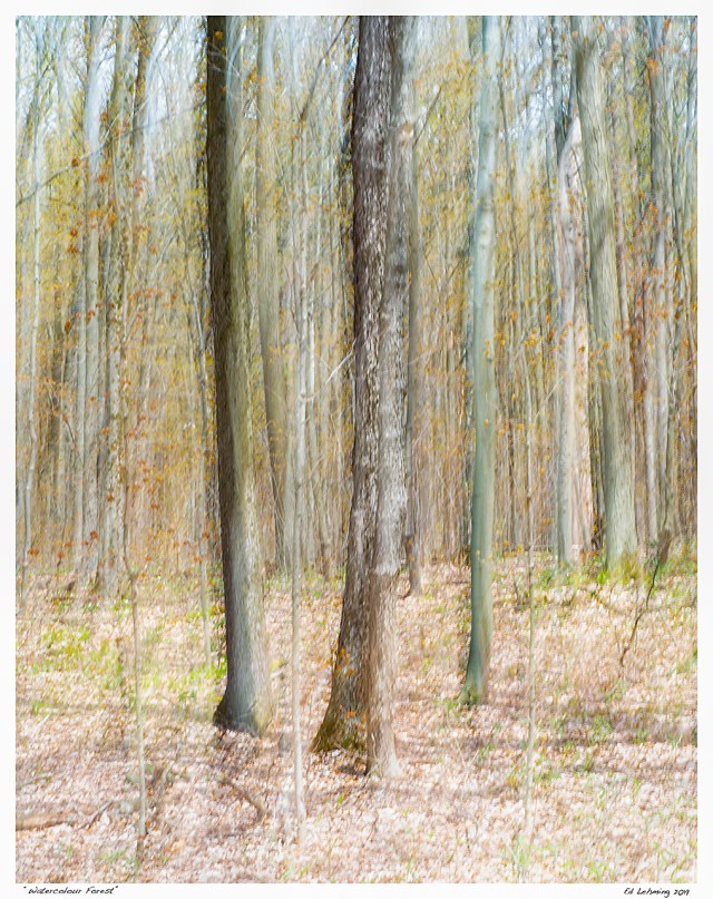 “Watercolour Forest”