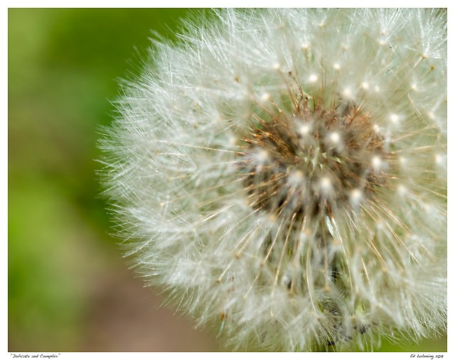 “Delicate and Complex”