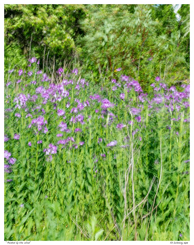 “Painted by the Wind”