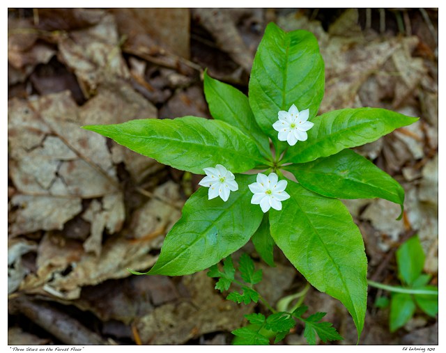 “Three Stars on the Forest Floor”