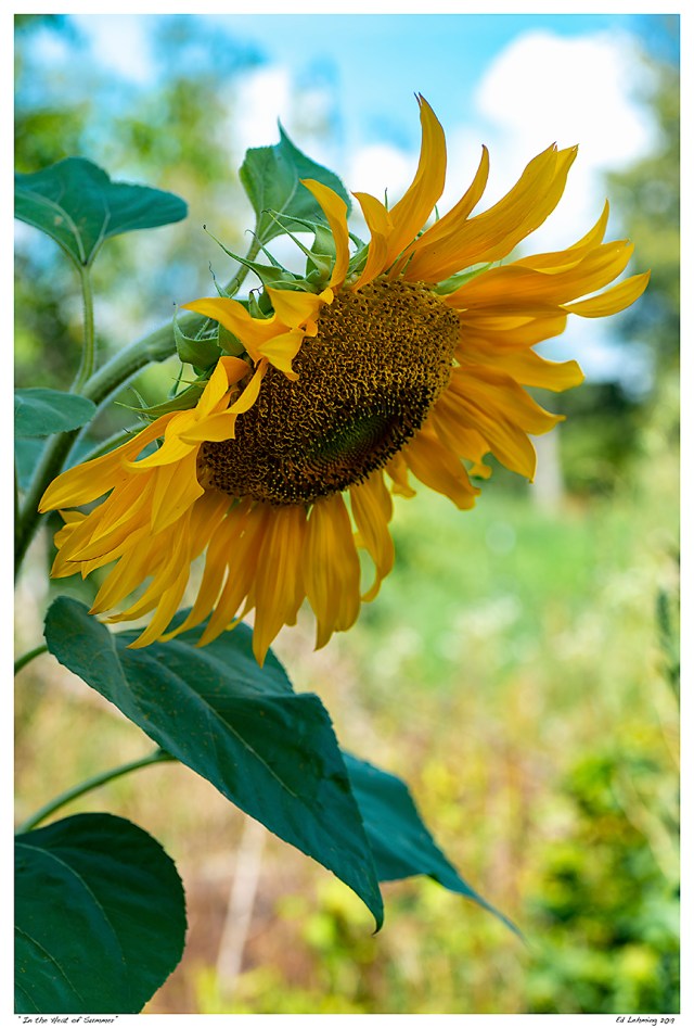 “In the Heat of Summer”