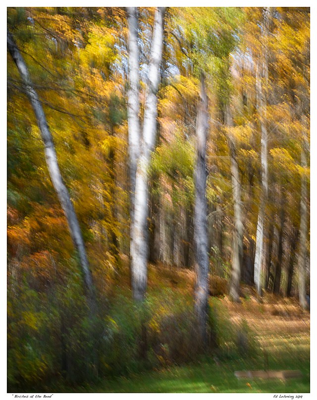 “Birches at the Bend”