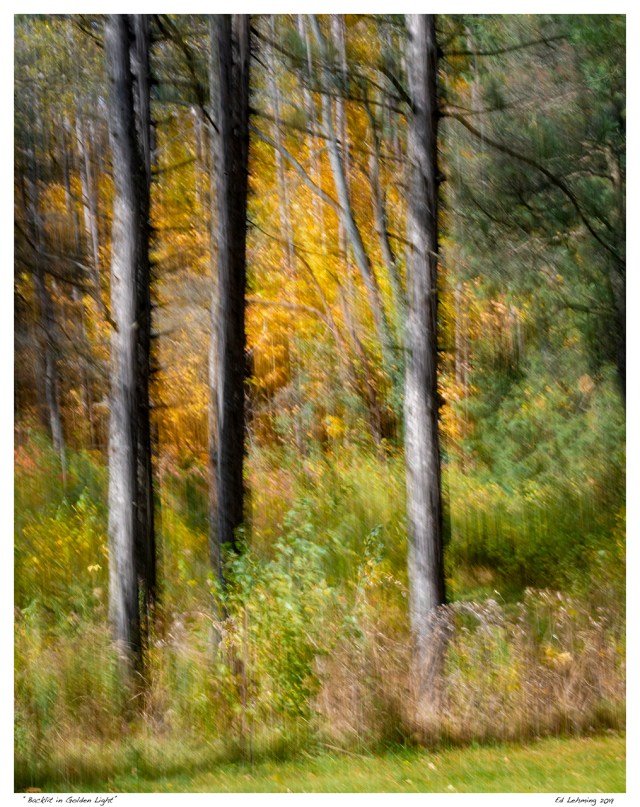 “Backlit in Golden Light”