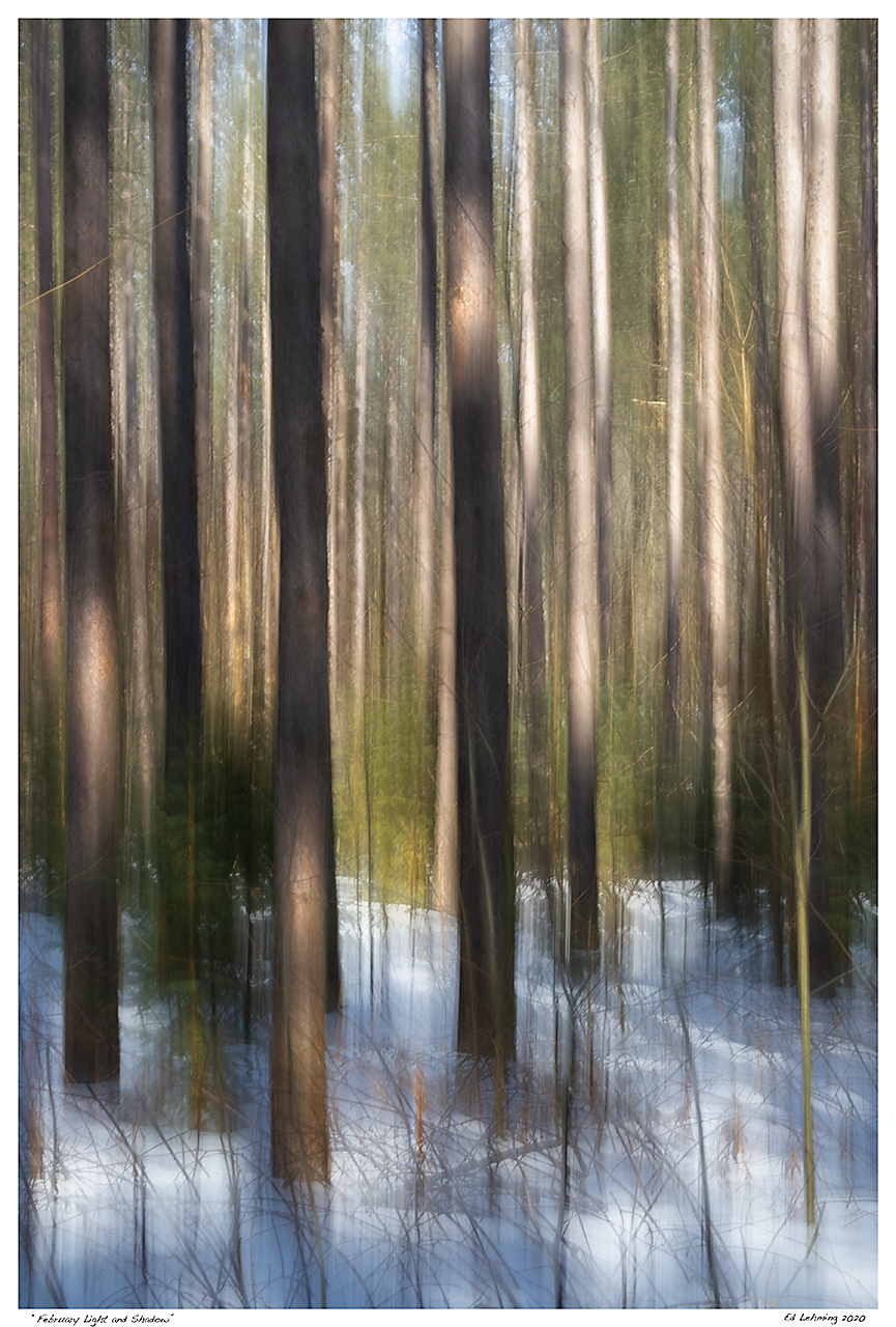 “February Light and Shadow”