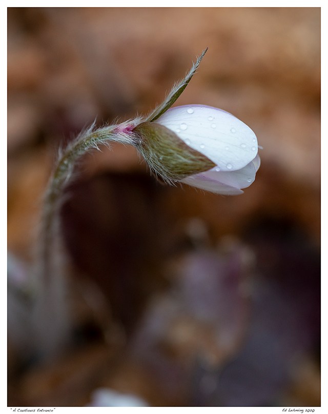 “A Cautious Entrance”