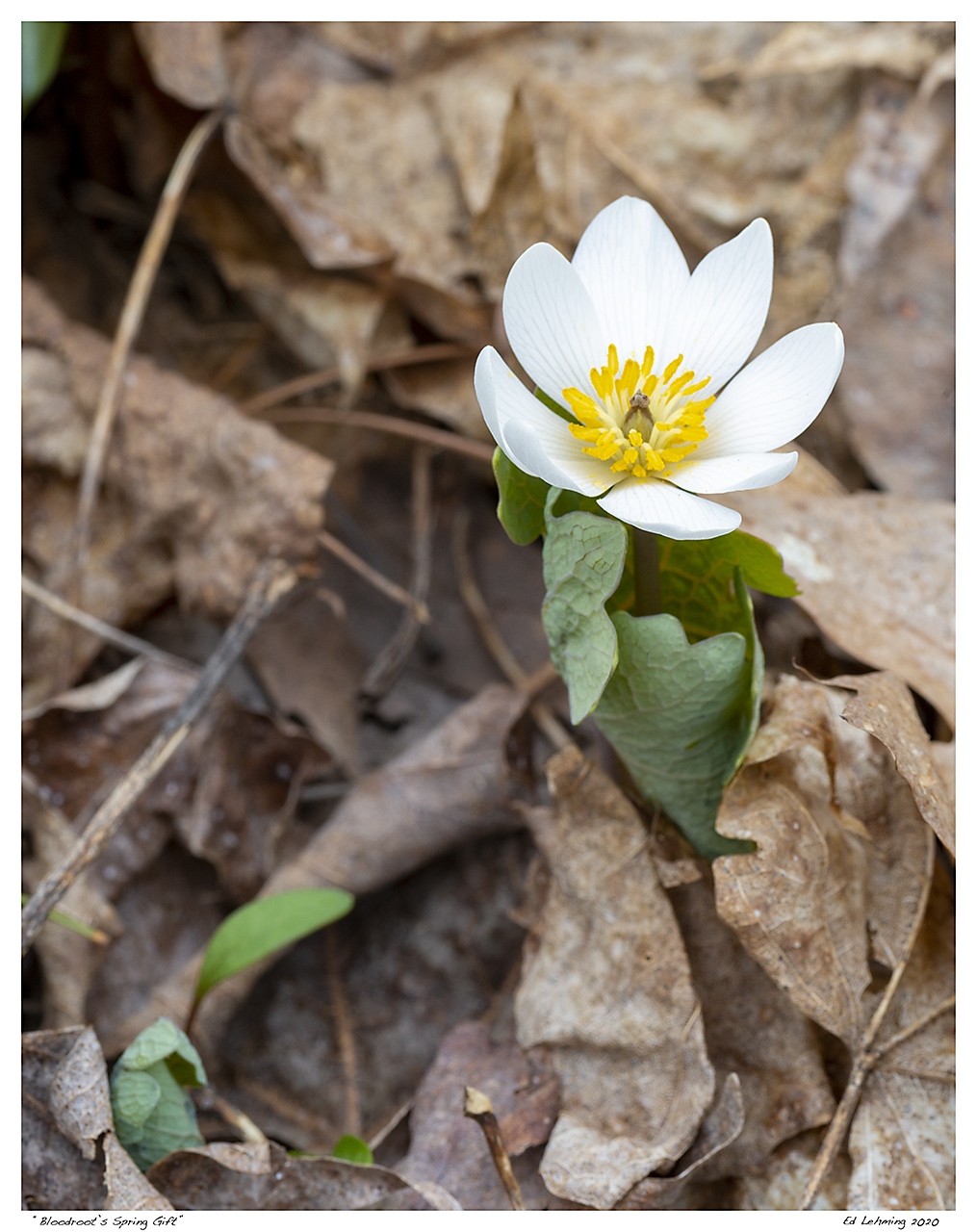 “Bloodroot’s Spring Gift”