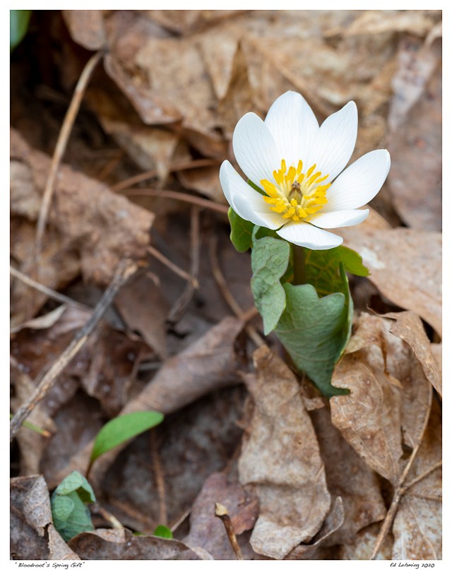 “Bloodroot’s Spring Gift”
