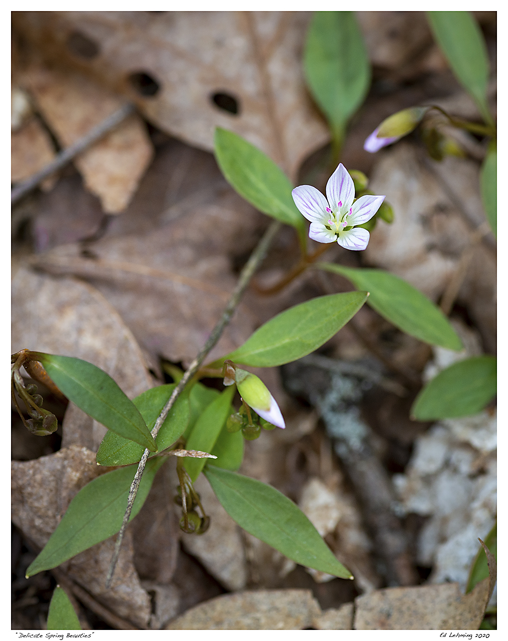 “Delicate Spring Beauties”