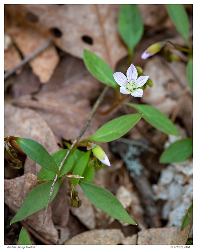 “Delicate Spring Beauties”