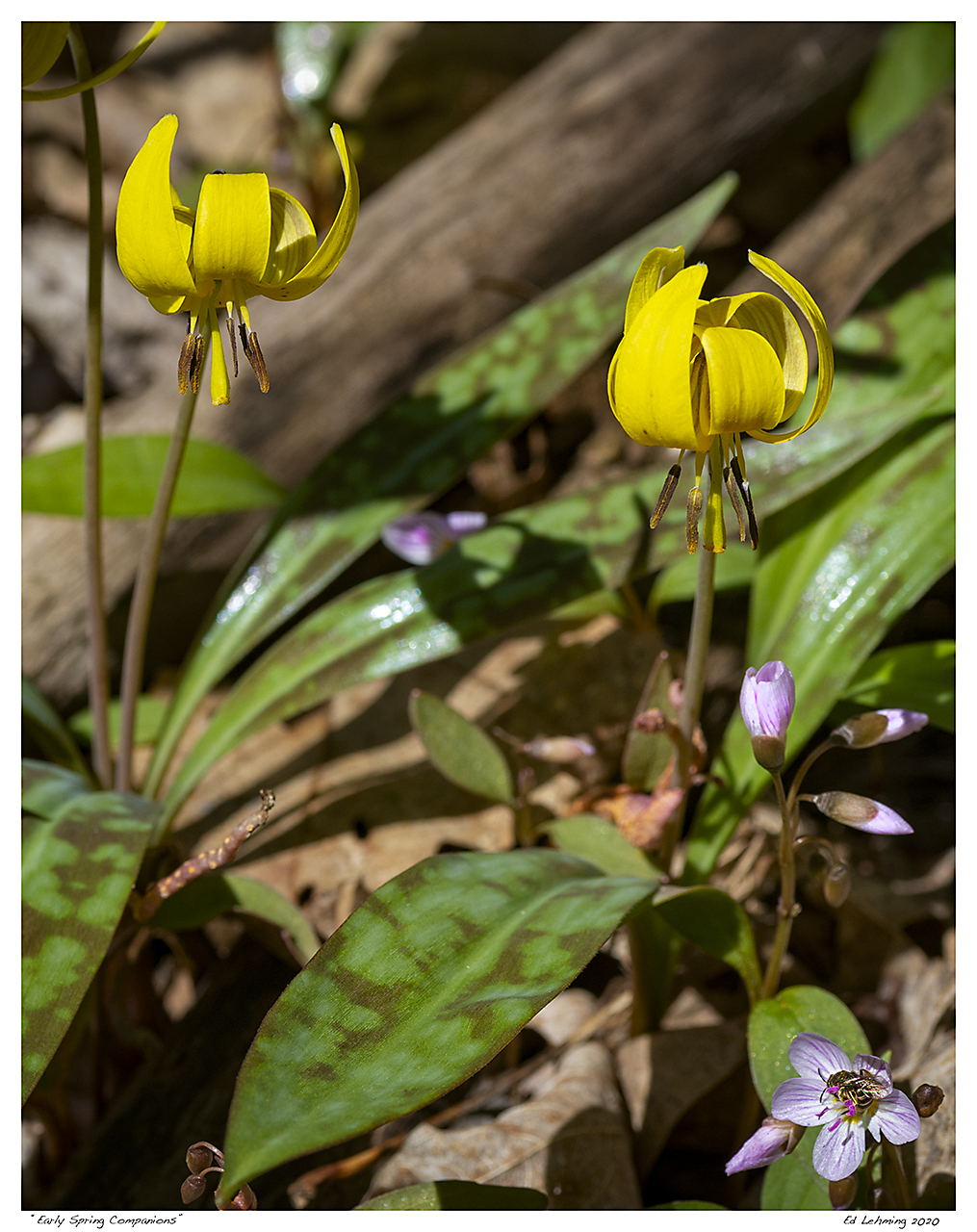 “Early Spring Companions”