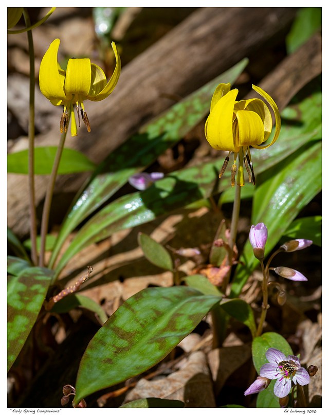“Early Spring Companions”