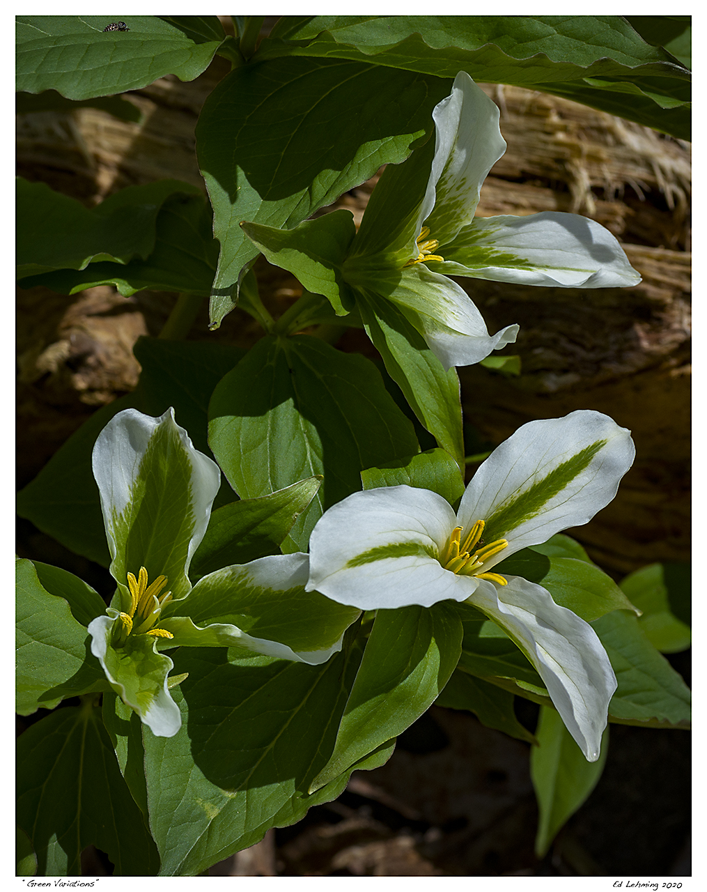 “Green Variations”