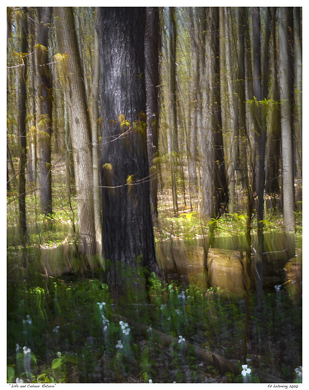 “Life and Colour Return”