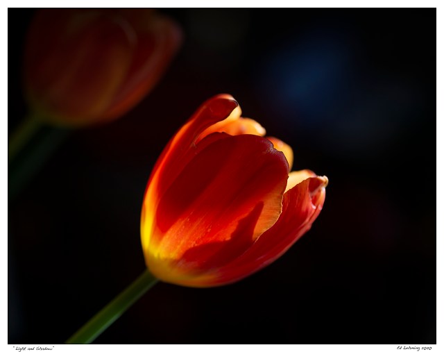 “Light and Shadow”