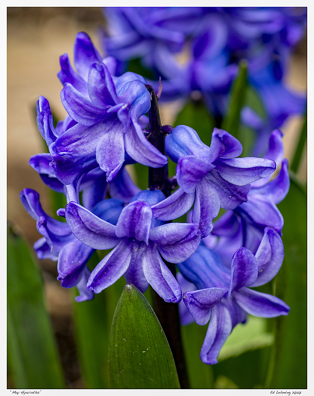 “May Hyacinths”