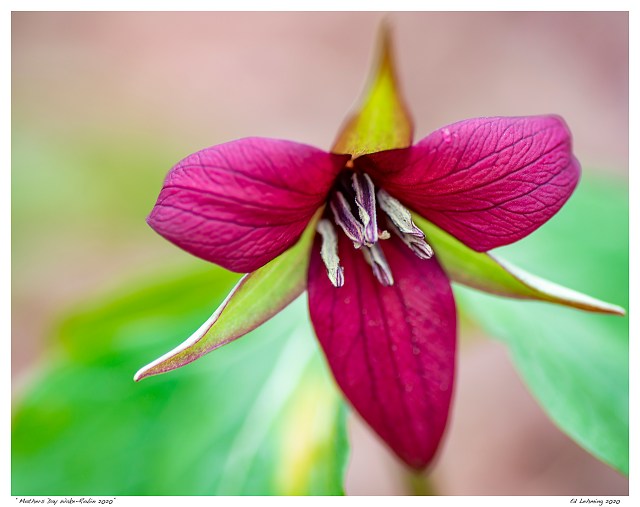 “Mothers Day Wake-Robin 2020”