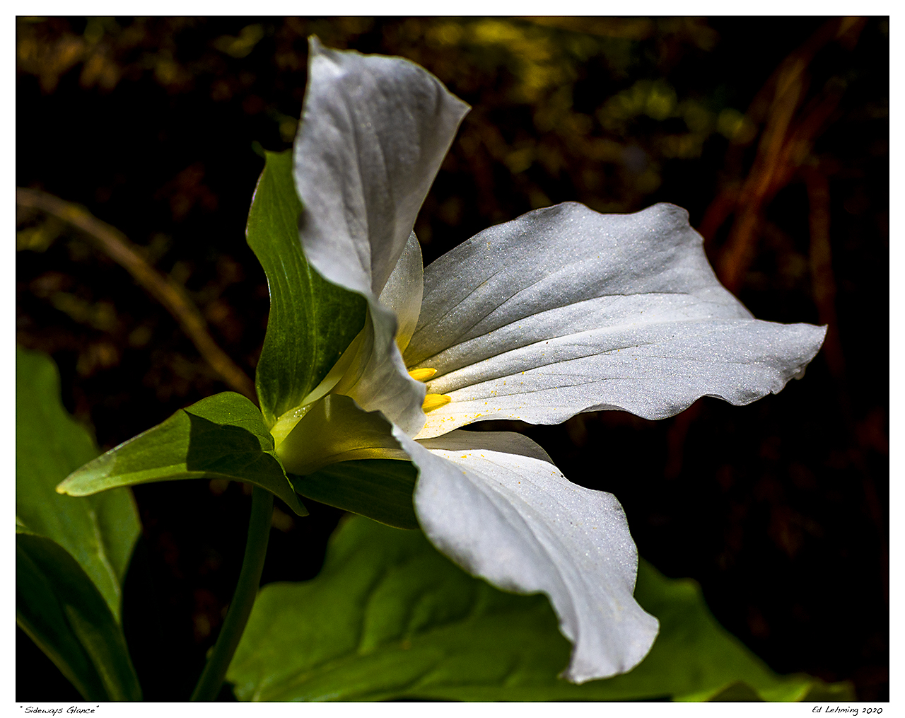 “Sideways Glance”