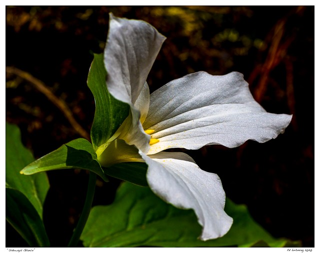 “Sideways Glance”