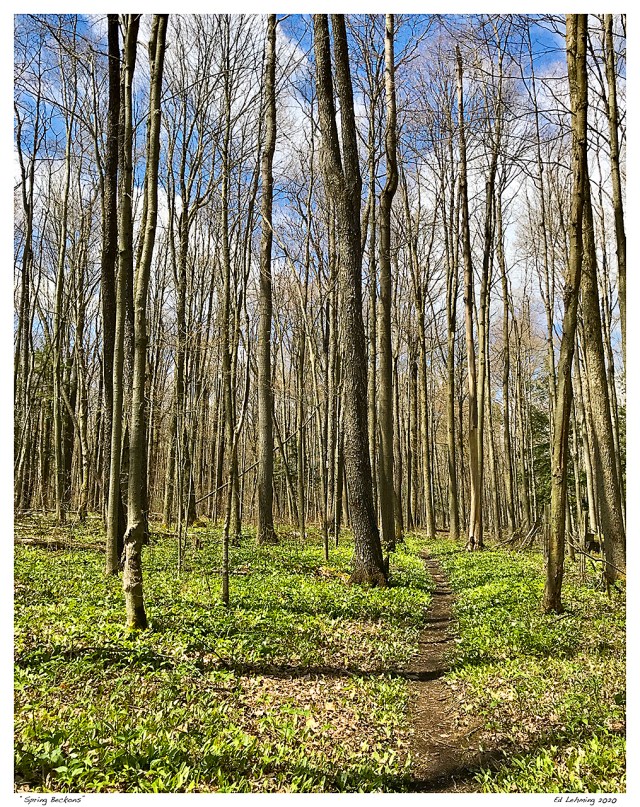 “Spring Beckons”