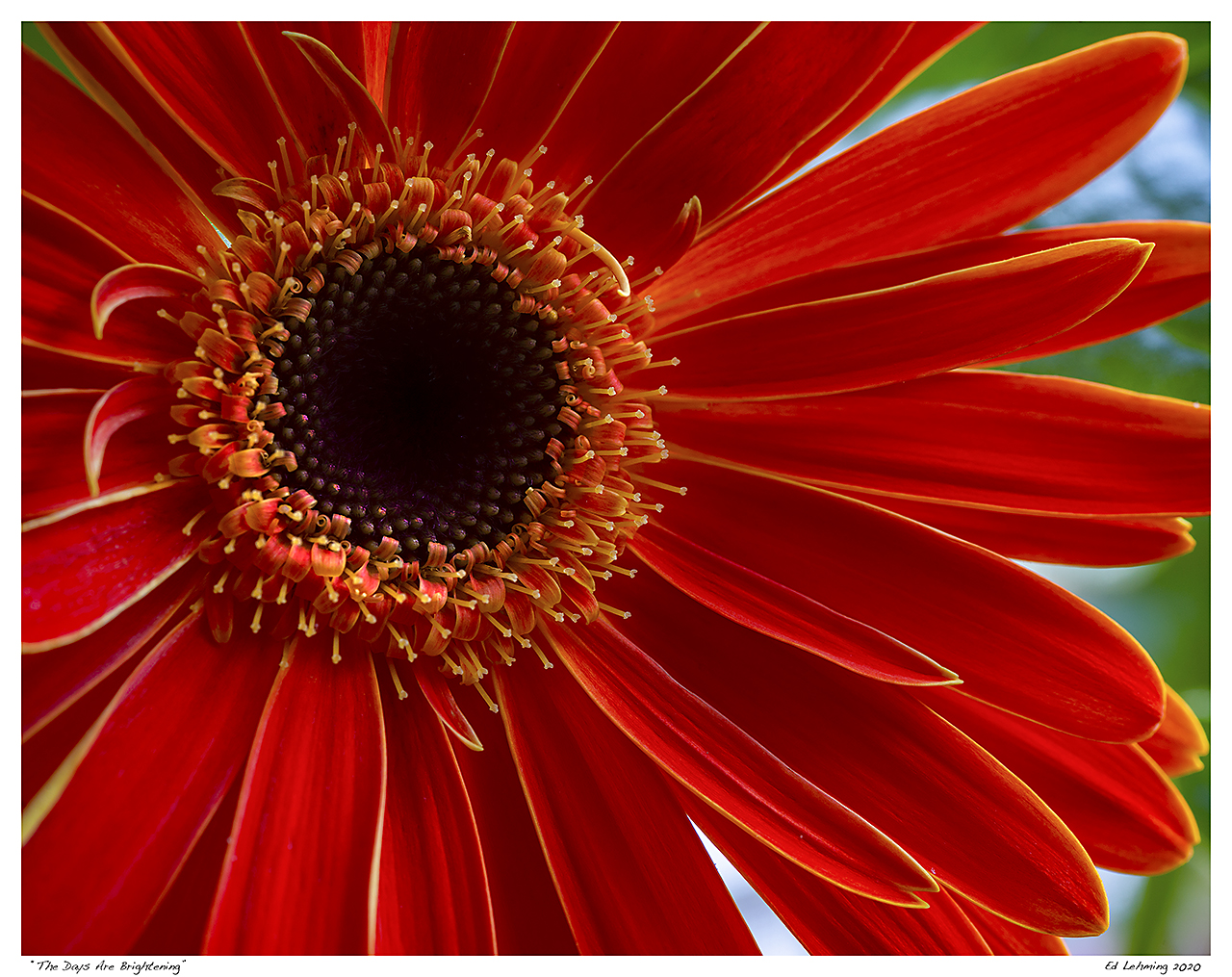 “The Days Are Brightening”