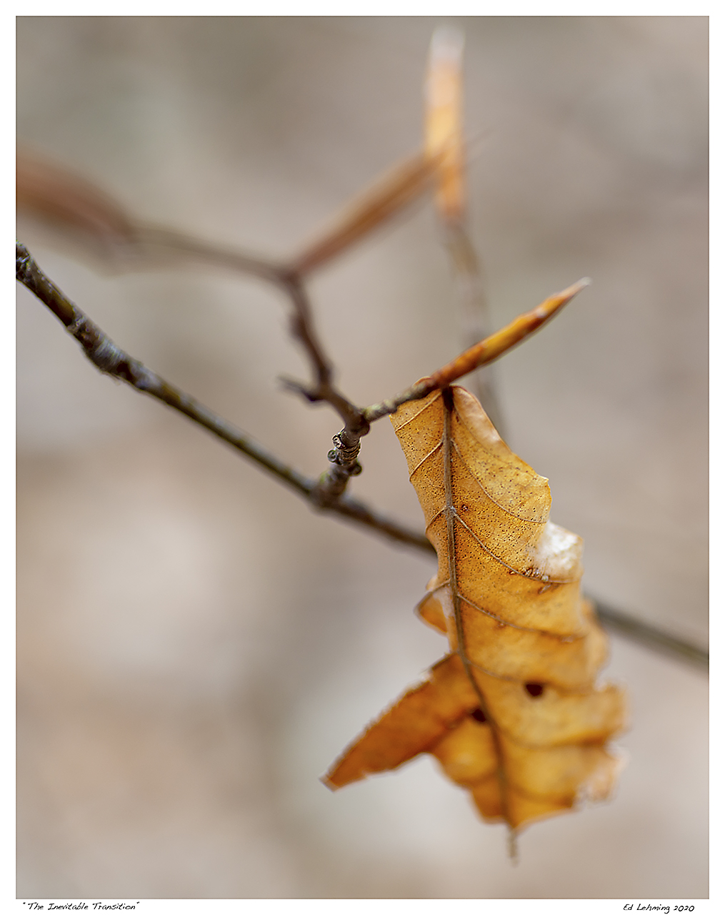 “The Inevitable Transition”