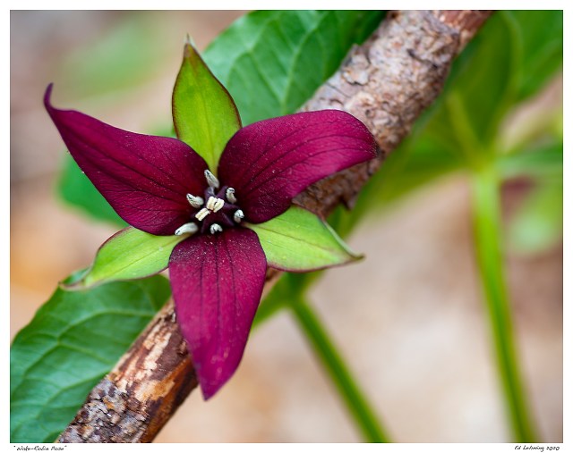 “Wake-Robin Pose”