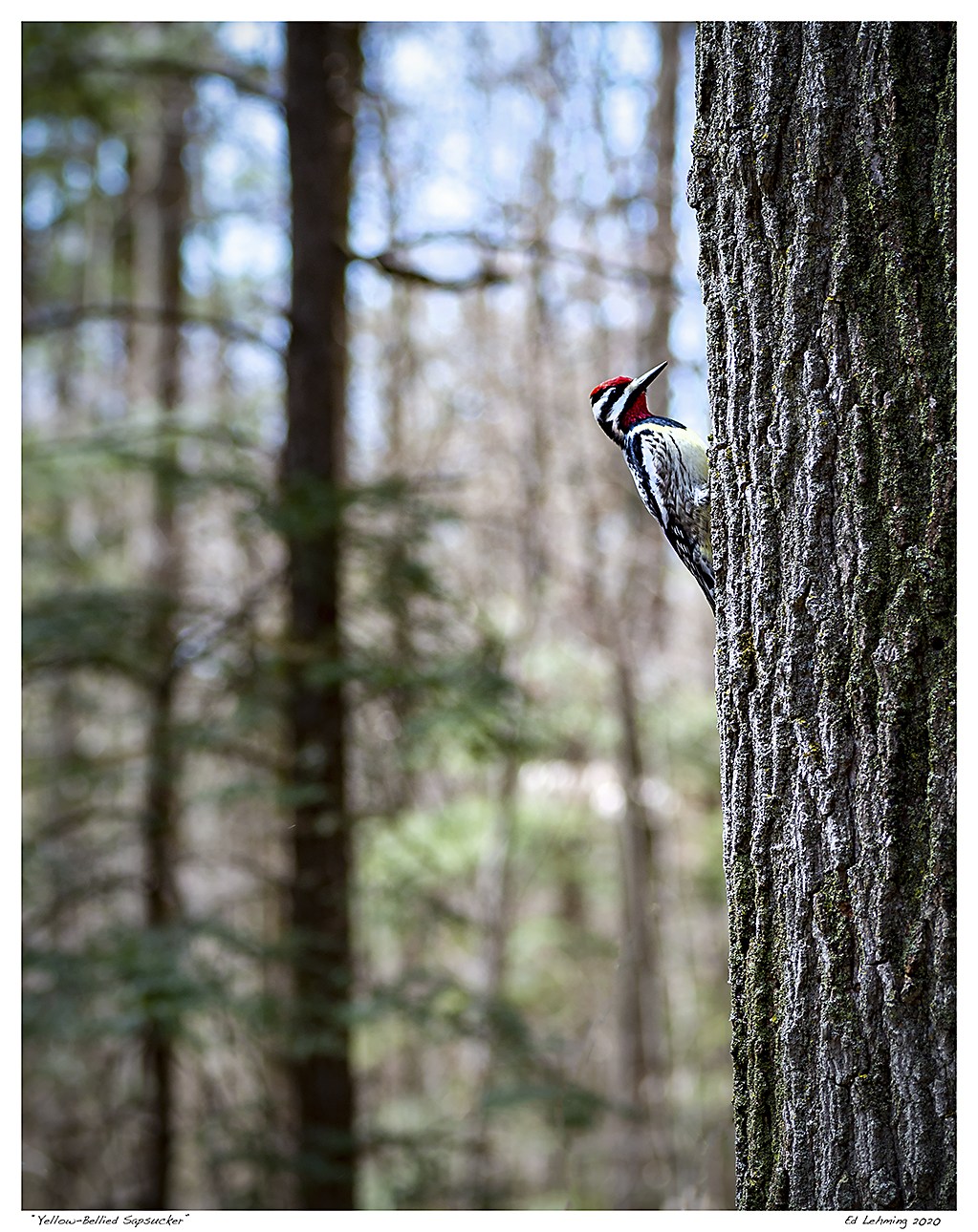 “Yellow-Bellied Sapsucker”