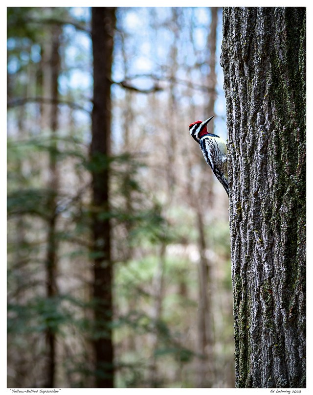“Yellow-Bellied Sapsucker”