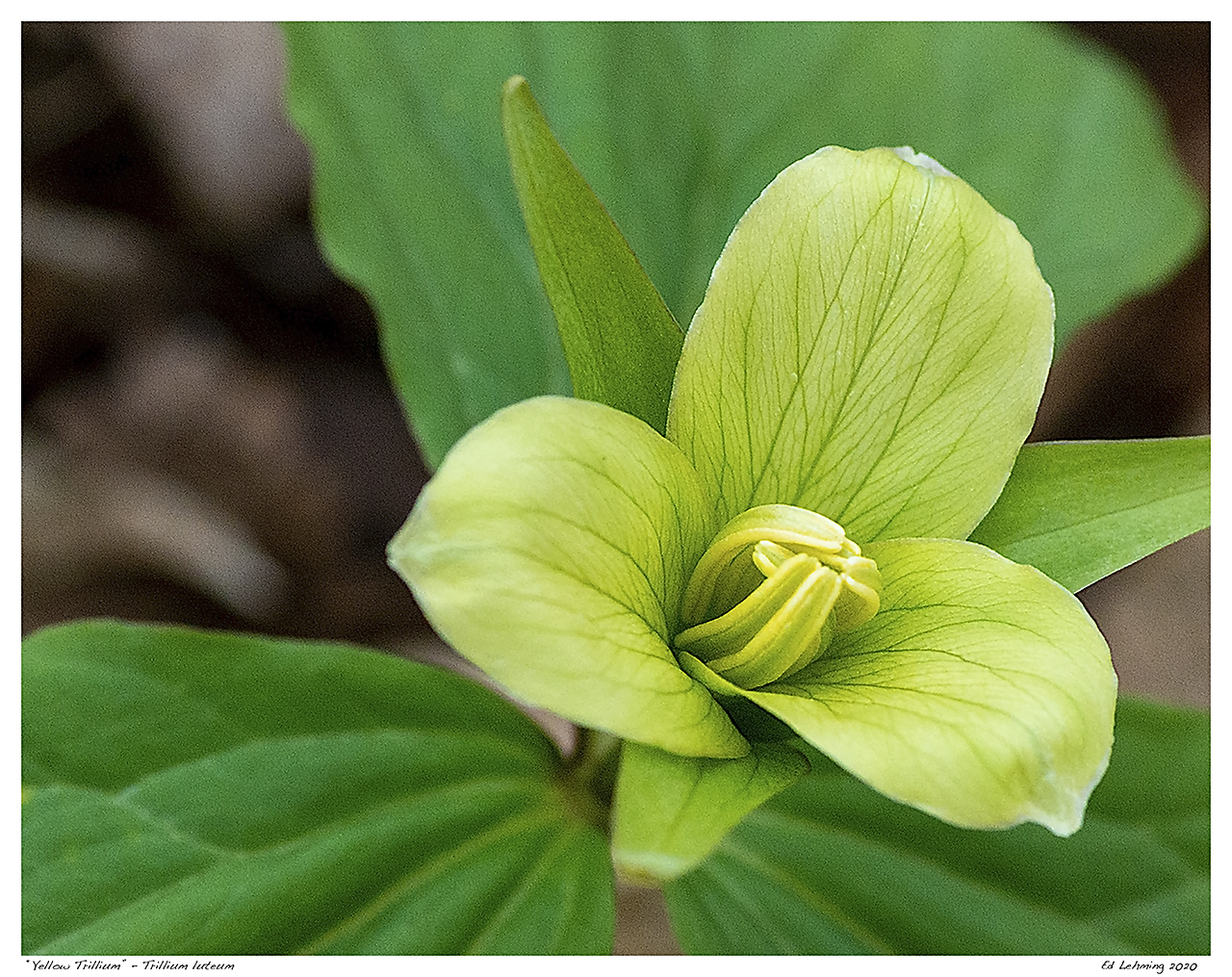 “Yellow Trillium” - Trillium luteum