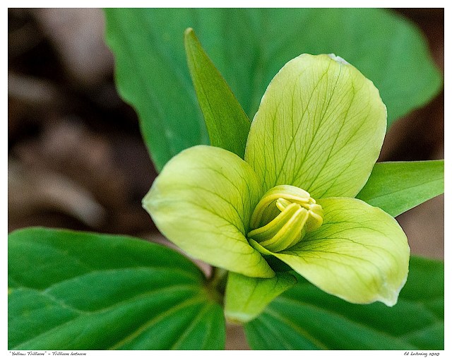 “Yellow Trillium” - Trillium luteum