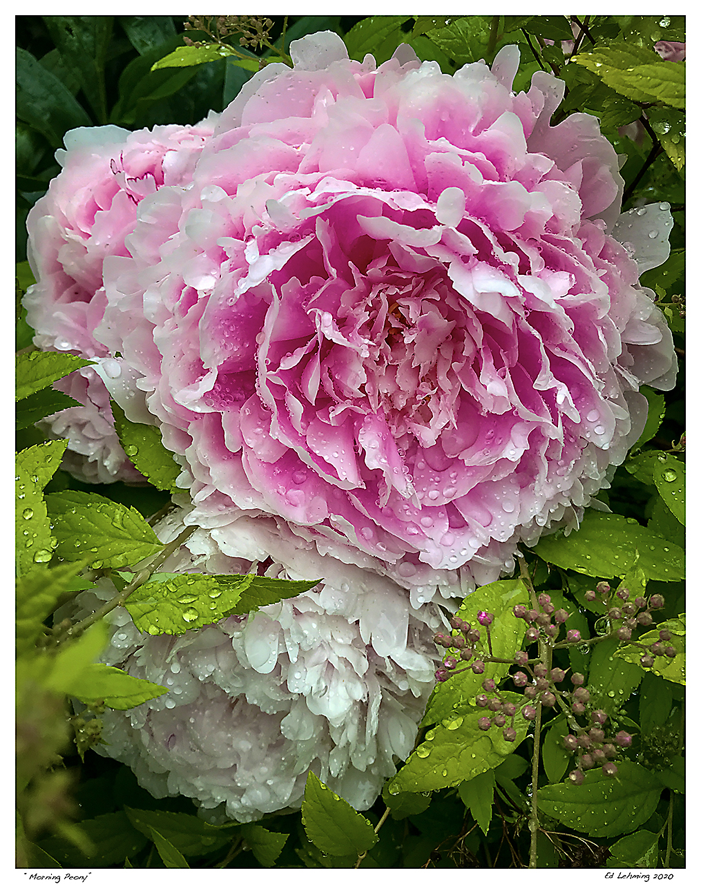 “Morning Peony”
