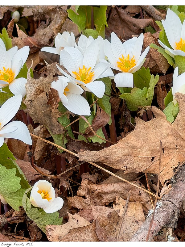 “Spring Delight” – Lakeshore Lodge Point,&nbsp;PEC