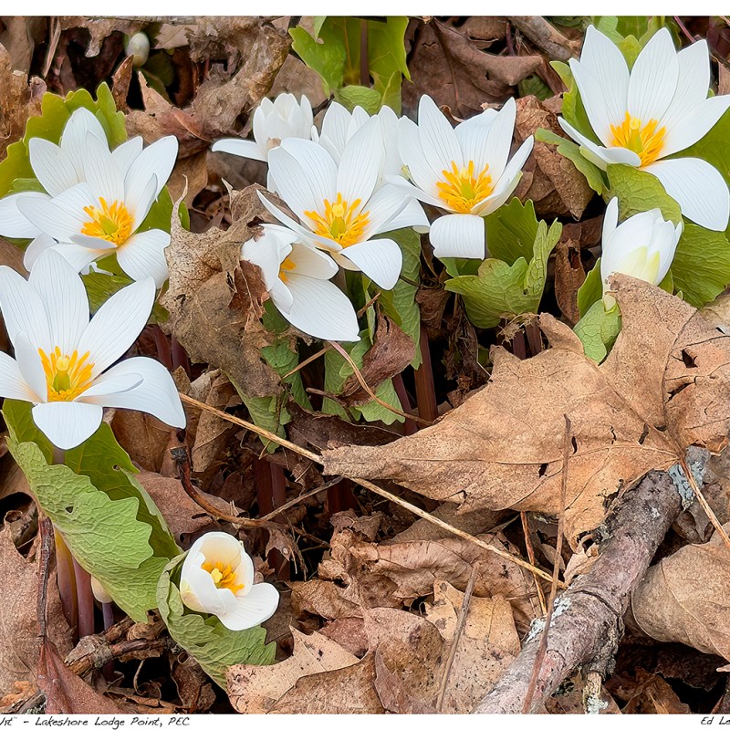 “Spring Delight” – Lakeshore Lodge Point,&nbsp;PEC
