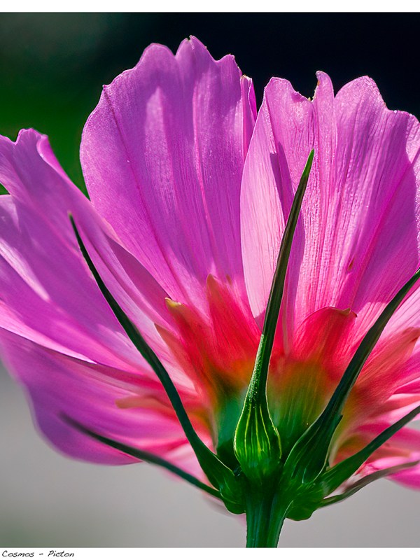 “A Pop of Colour” – Garden Cosmos –&nbsp;Picton