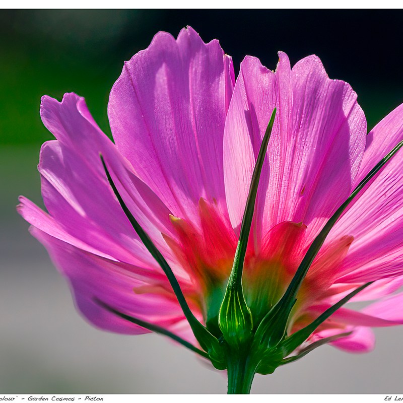 “A Pop of Colour” – Garden Cosmos –&nbsp;Picton