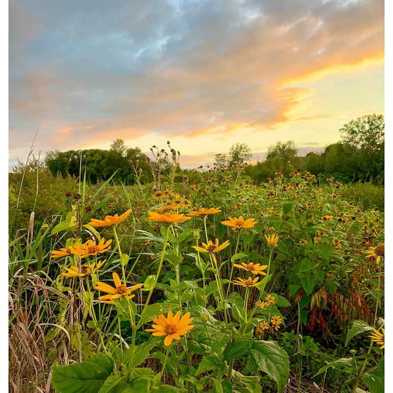 “August Blooms” – Picton,&nbsp;Ontario
