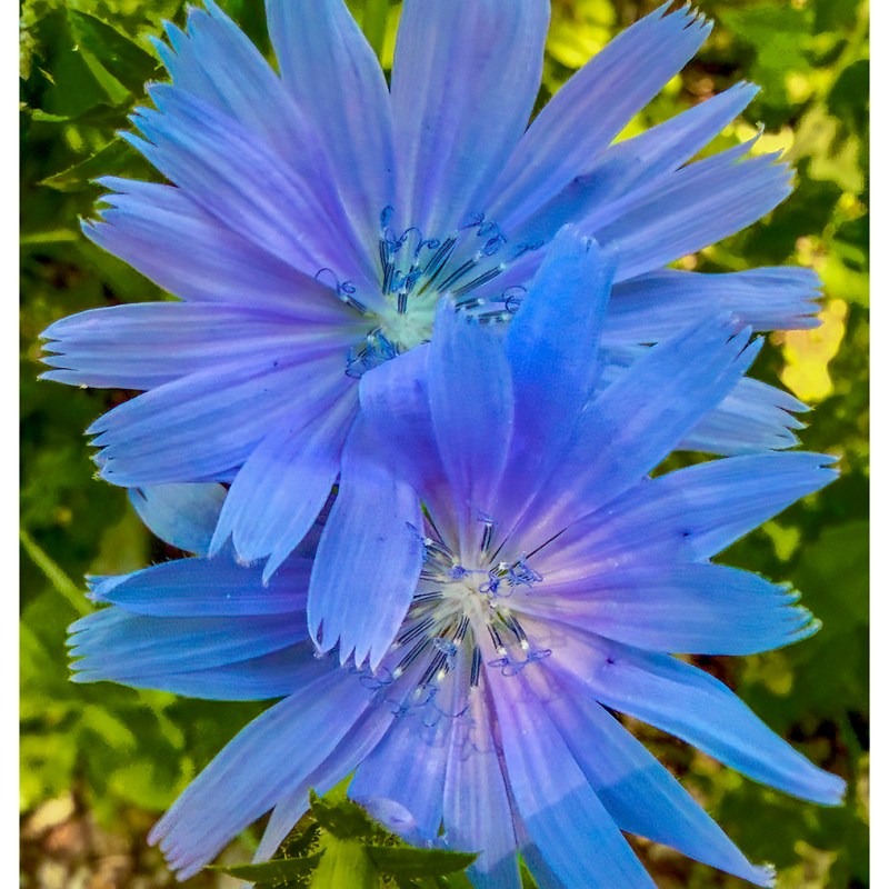 “Blue” – Prince Edward&nbsp;County