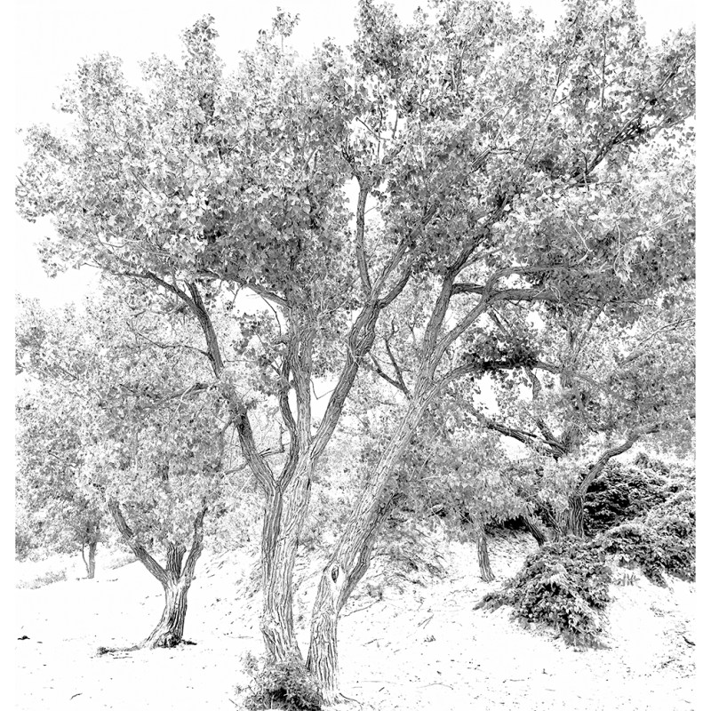 “Lakeshore Cottonwood” – Lakeshore Beach, Prince Edward&nbsp;County