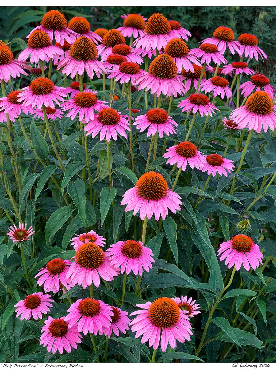 “Pink Perfection” – Echinacea,&nbsp;Picton