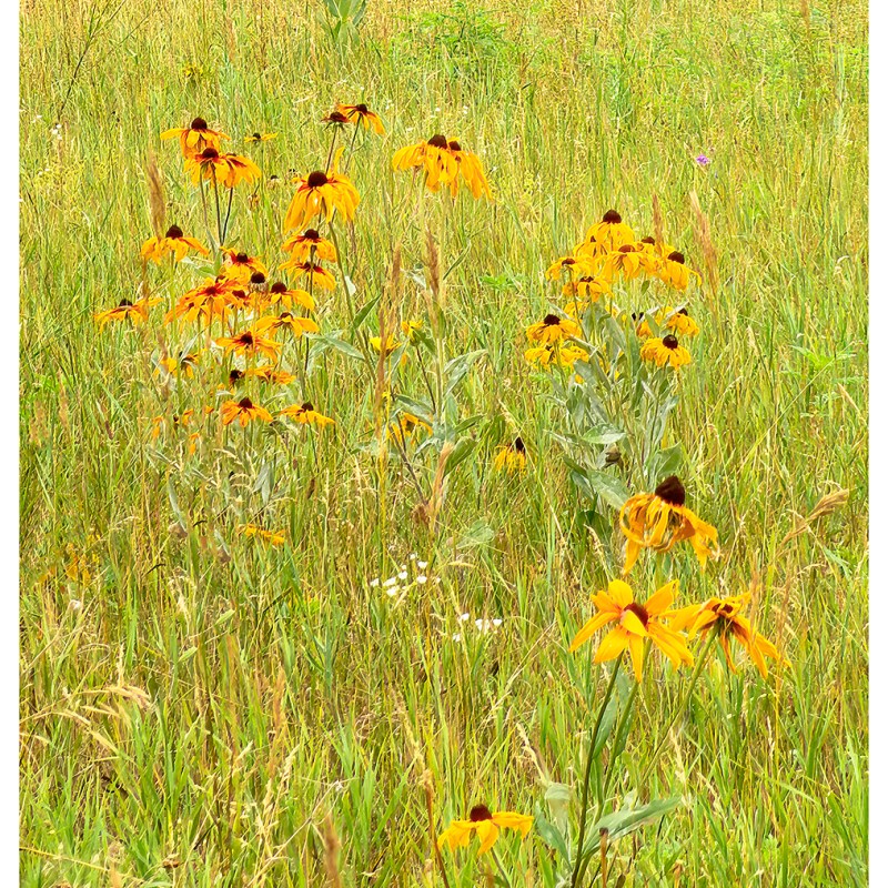 “Summer Meadows” – Ridge Road, Prince Edward&nbsp;County