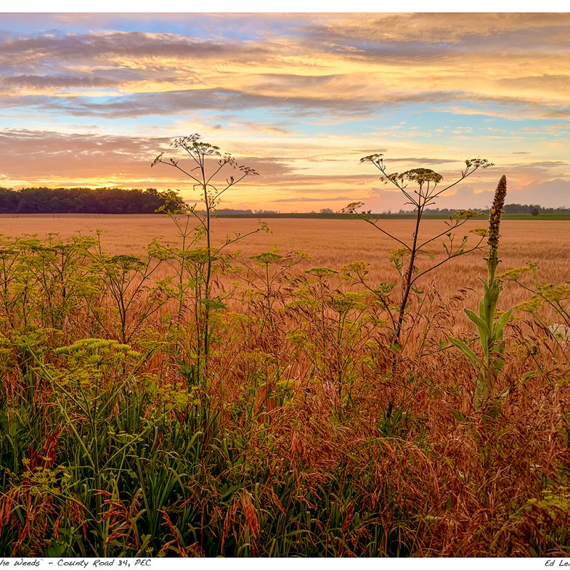 “Waiting in the Weeds” – County Road 34, Price Edward&nbsp;County