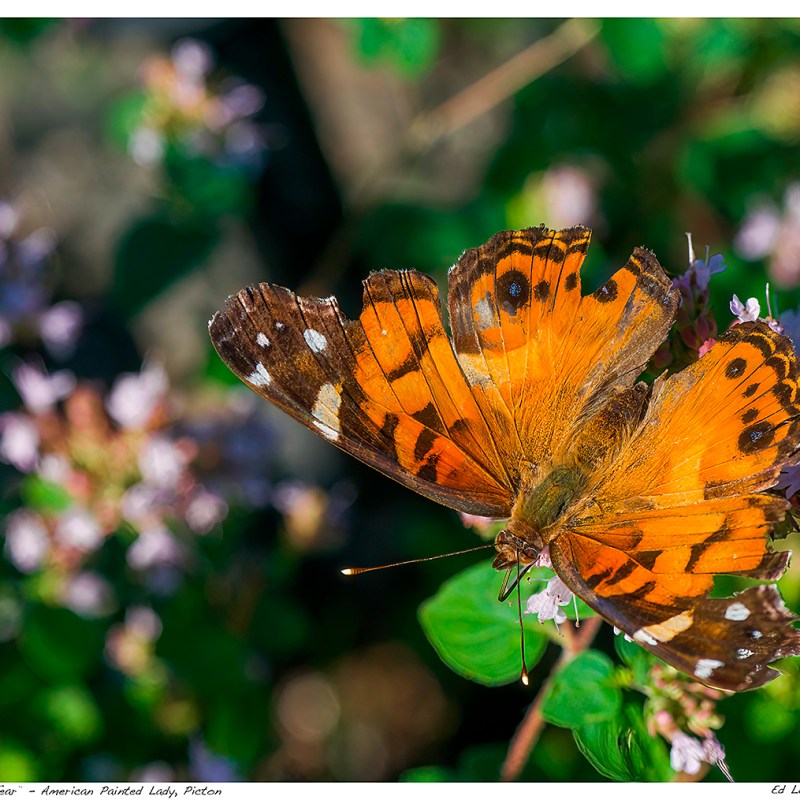 “Wear and Tear” – American Painted Lady,&nbsp;Picton