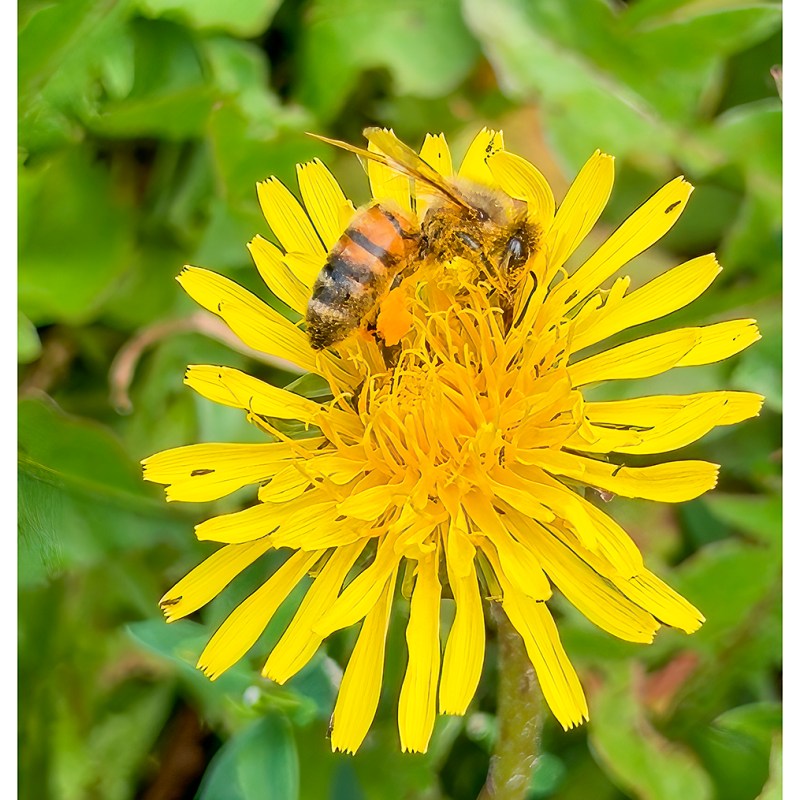 “Yellow” – Markham,&nbsp;Ontario