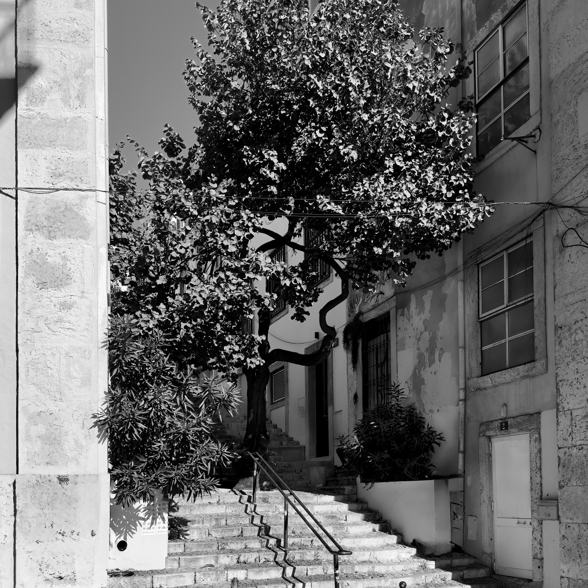 “The Tree on the Stairs” –&nbsp;Lisboa
