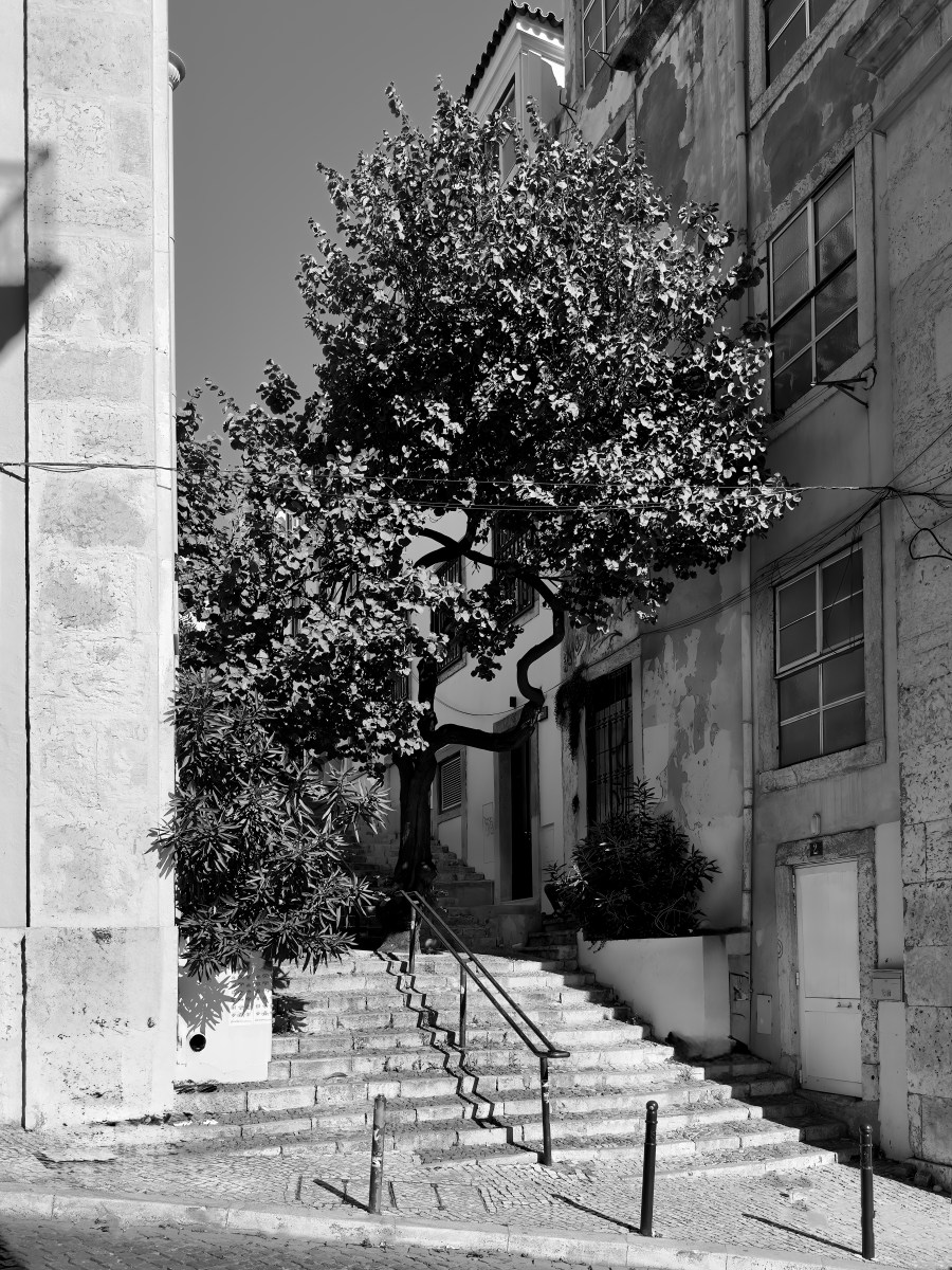“The Tree on the Stairs” –&nbsp;Lisboa